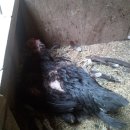 칠지농장 이미지