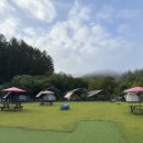 중독(DOG) 이미지