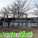 기성목장 네이버블로그