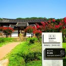 병산서원과 체화정 배롱나무 이미지