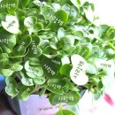 사랑이네 이미지