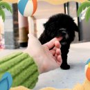 츄츄독 푸들이야기 부산 강아지분양 | 검단애견분양 여기서 천사견 만났지 뭐얌