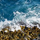 가정식 웰빙 반찬만들기 | 제철음식 변비에 좋은 음식 가정식반찬 미역 모자반 해조류 반찬만들기