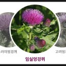 임실엉겅퀴