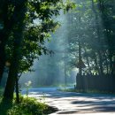 광릉수목원로 이미지