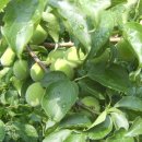 진상농장 이미지