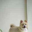 히어몽 네이버블로그