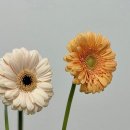 거베라 티스토리