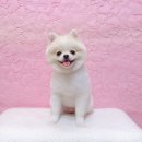 예쁘다 펫살롱 이미지