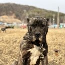 도그펠리스 이미지