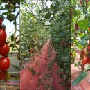 풍산농원 이미지