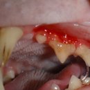 바스텟고양이병원 이미지