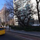 잠실리뽕나무 이미지