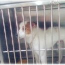 참조은 동물병원 이미지