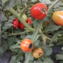 손해평가사 1차 - 재배학 및 원예작물학 이미지