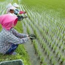 [판매중]-철원오대쌀 햅쌀 전국최저가 농가직거래 판매 이미지