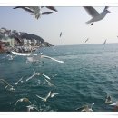 부산갈매기 - 동대문구 천호대로85길 26-6 | 부산갈매기