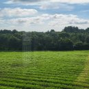 천년비자 | 제주동쪽 구좌 비자림 가성비 숙소 추천 가족여행, 우정여행 천년비자펜션