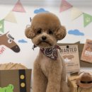 알콩달콩 애견샵 이미지