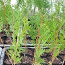 미림농원 이미지