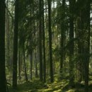 더포레스트 이미지