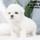 강쥐애견샵 이미지