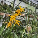 Laelia icarus 이미지