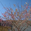 철새보는집 이미지