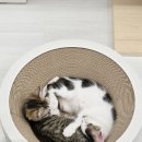 츄냥이 하우스 이미지