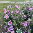 8윌7일 네델란드 국제꽃박람회PlantariumTradeFair2026 in Boskoop Show Garden 무궁화 삼일홍 우전 이미지