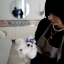 퍼피트렌드 이미지