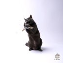 수원고양이호텔 가토캣슬 | 신혼여행 때 이용한 수원 고양이호텔링 &#39;가토캣슬&#39; 12박13일 이용후기 (feat. 고양이 호캉스란 이런 것)