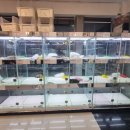 창원강아지분양 고양이분양 도그마루 이미지