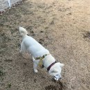 라지독스 이미지