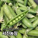 서진농장 | 5월제철 국산 여수돌산 햇완두콩 보관방법 서진농장