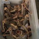 신나는대게파티 | 수원시 장안구 파장동 맛집 신나는대게파티 삼보무역직영점 리뷰추천메뉴가격주차영업시간
