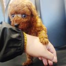 쓰담쓰담 이미지