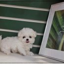 (주)코로나펫 | 강남강아지분양 서리펫 믿어요