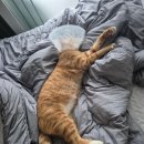 24시 해든동물의료센터 민락점 이미지