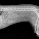 탑벳 동물병원 이미지