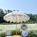 아산 데이지꽃 명소 카페지새울 평일 방문 후기 메뉴 주차
