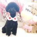 왕왕애견샵 이미지