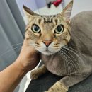 아꼬운몽 이미지