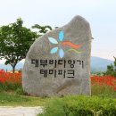 시화간척지(대형화훼단지) | 안산:대부도 바다향기 테마파크/붉은물결 꽃양귀비