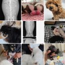 안녕 강아지 | 용산강아지교배출장후기가 좋은 곳!!