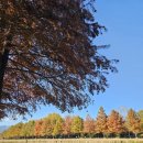 관방 | [담양] 지금 꼭 가야할 전남의 유럽, 담양 관방제림