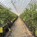 올래농장 이미지