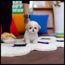 유앤미펫 강아지분양 고양이분양 위례점 이미지