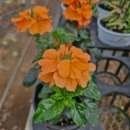 인제시장 | 인제 산림조합 나무시장 꽃구경 또감