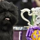 쇼독(Show dog) 이미지